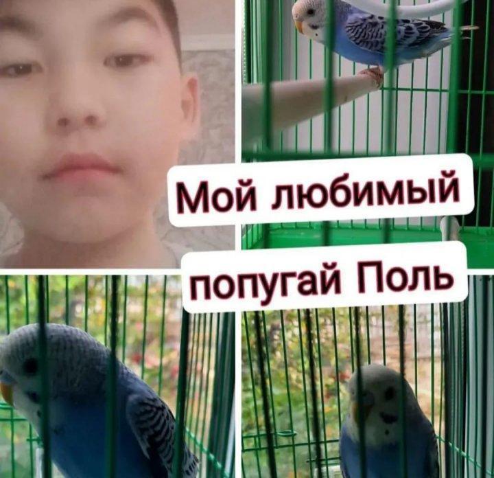 Фотоколлаж "Мой любимый питомец"